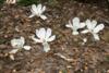 magnolia denudata-2